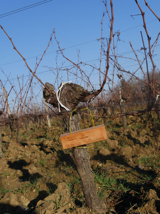 Виноградник на урожай